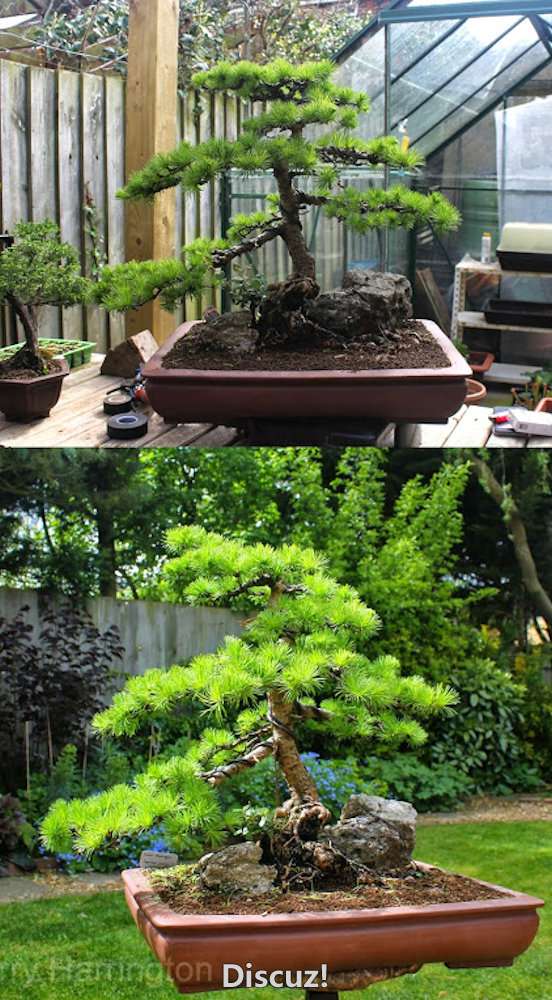 Spring Bonsai Images 2015 (47).jpg