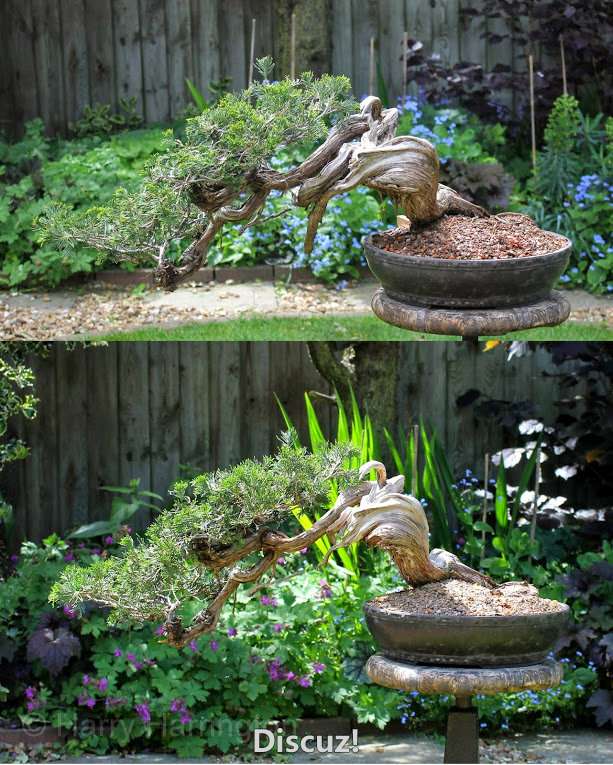 Spring Bonsai Images 2015 (48).jpg