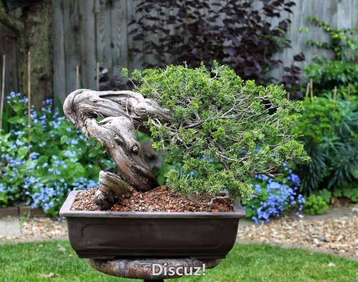 Spring Bonsai Images 2015 (50).jpg