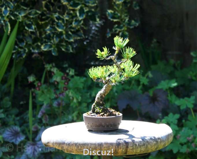 Spring Bonsai Images 2015 (51).jpg