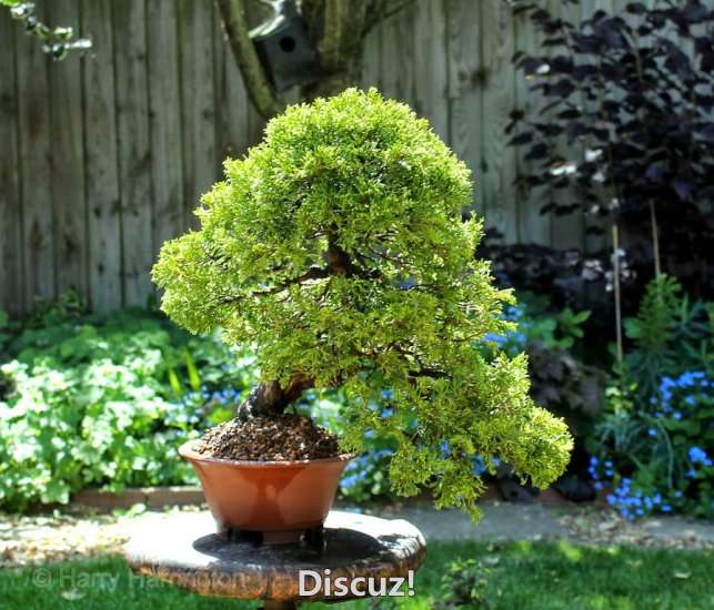 Spring Bonsai Images 2015 (52).jpg