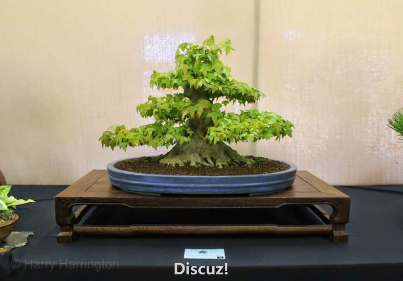 Spring Bonsai Images 2015 (53).jpg