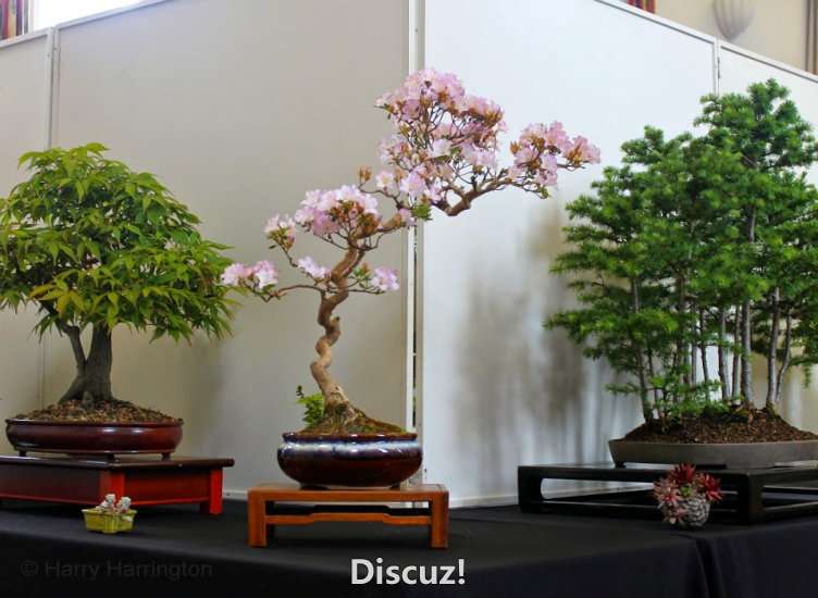 Spring Bonsai Images 2015 (55).jpg