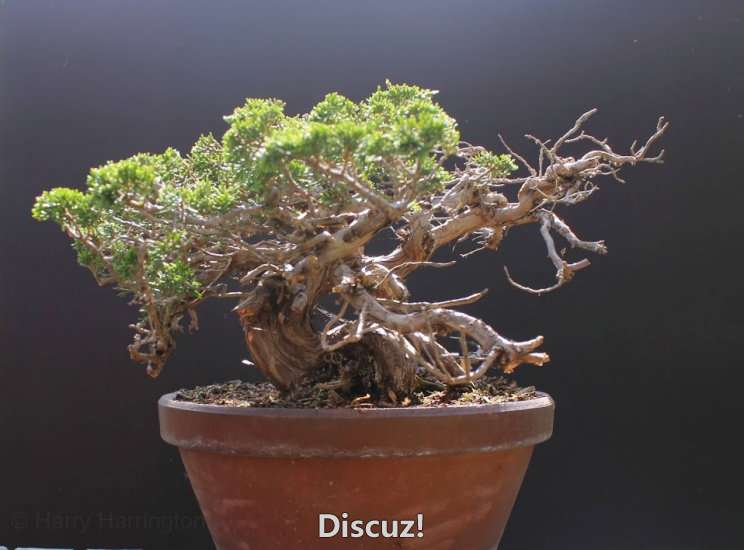 Spring Bonsai Images 2015 (63).jpg