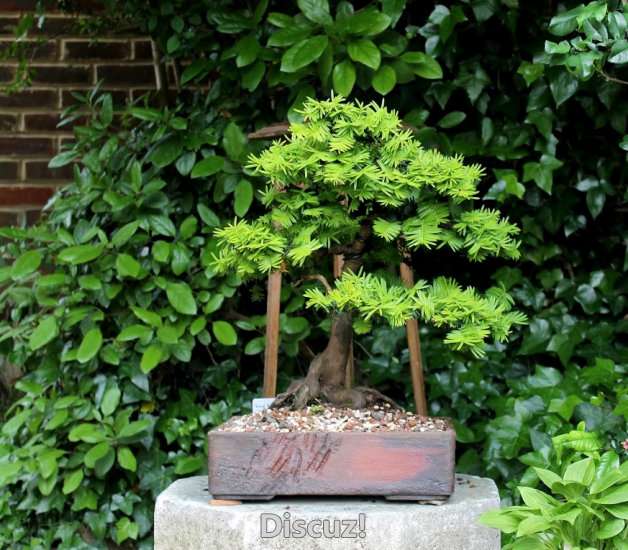 Spring Bonsai Images 2015 (76).jpg