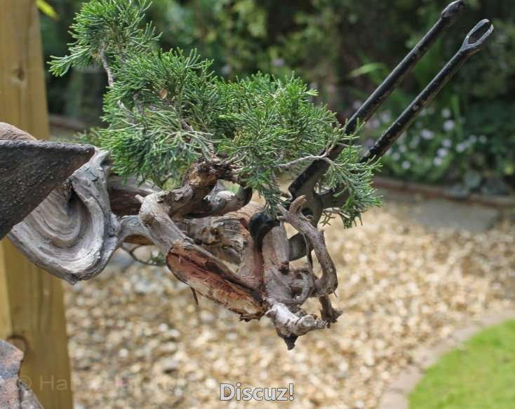 Spring Bonsai Images 2015 (85).jpg