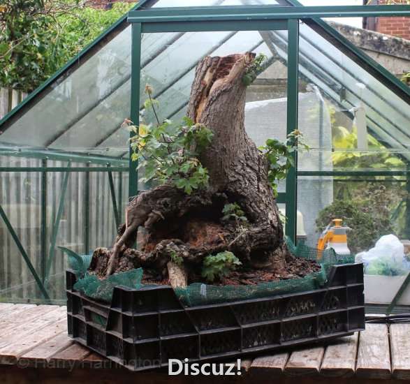 Spring Bonsai Images 2015 (87).jpg