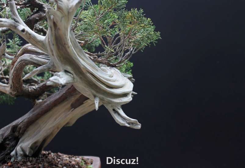 Spring Bonsai Images 2015 (96).jpg