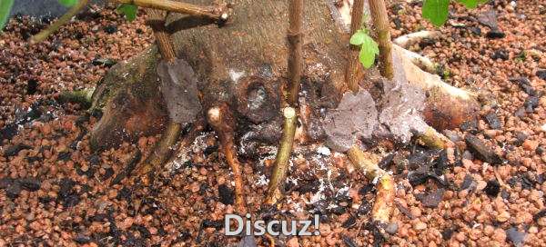 field maple bonsai back of trunk after.jpg