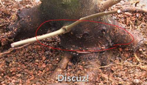 field maple bonsai back of trunk.jpg