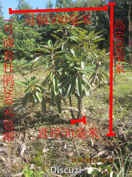 1ŵѪž飺ֱ50ף600ףڷ500ף260Ԫȫڴʡֻ18286897420284219128 ...