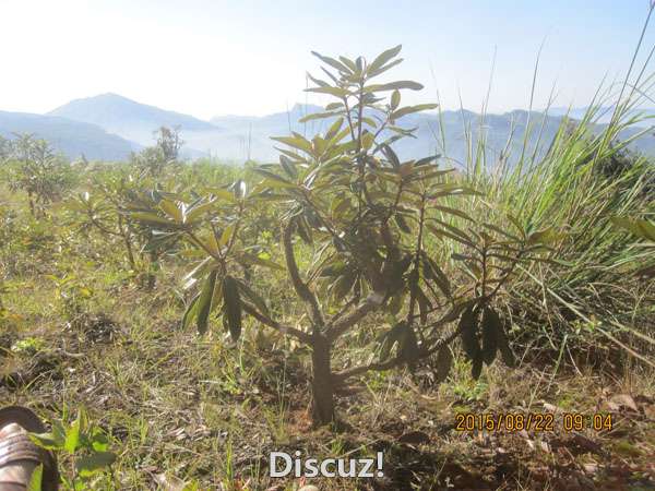 1ŵѪž飺ֱ50ף600ףڷ500ף260Ԫȫڴʡֻ18286897420284219128 ...