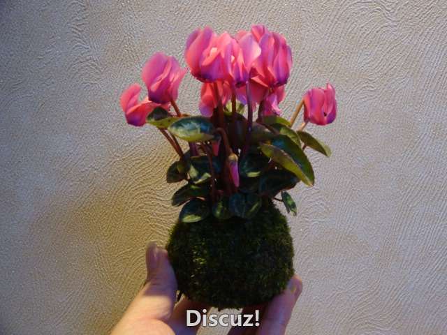 DSC02424.JPG