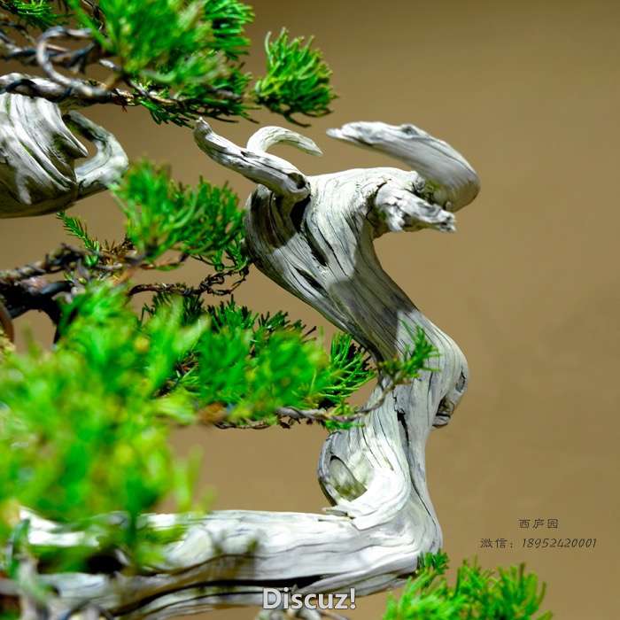 bonsai1600309c - 8.jpg