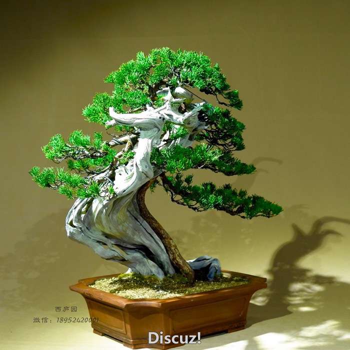 bonsai1600309c - 3.jpg