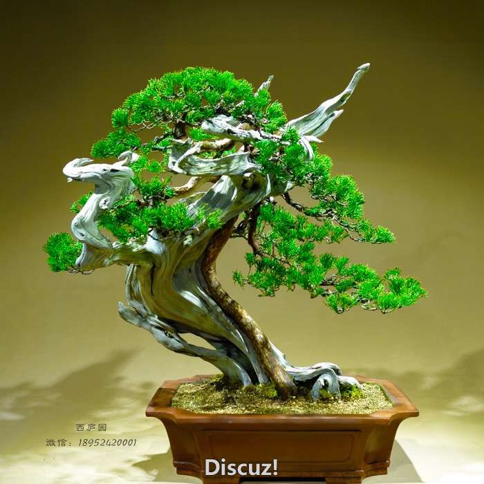 bonsai1600309c - 4.jpg