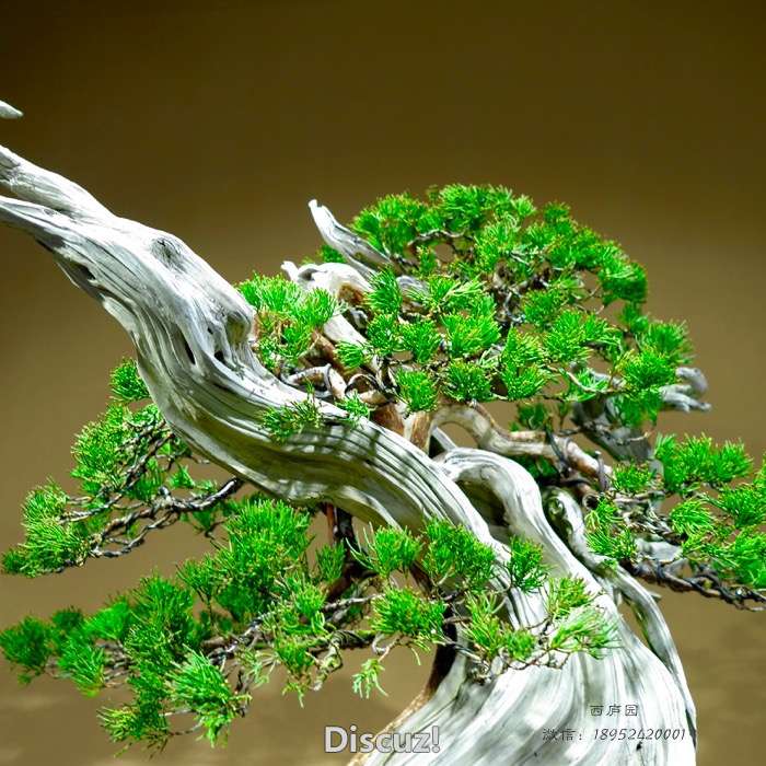 bonsai1600309c - 5.jpg