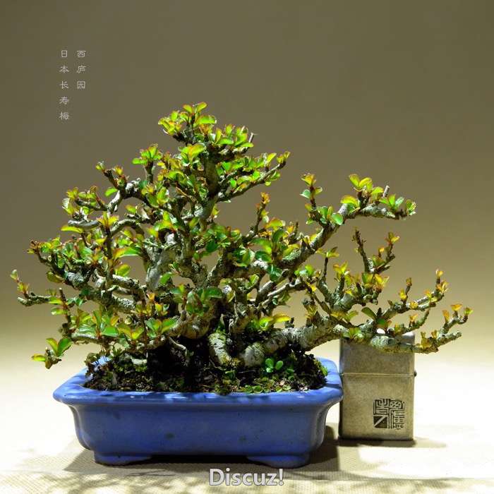 bonsai16003017 - 1.jpg