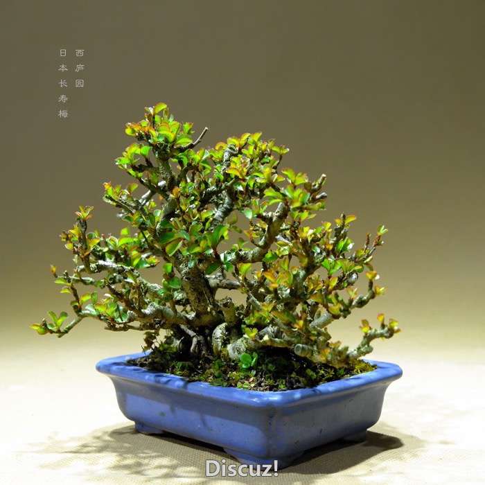 bonsai16003017 - 2.jpg