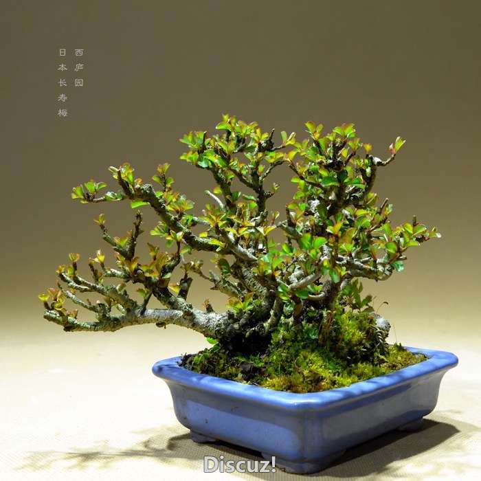 bonsai16003017 - 4.jpg