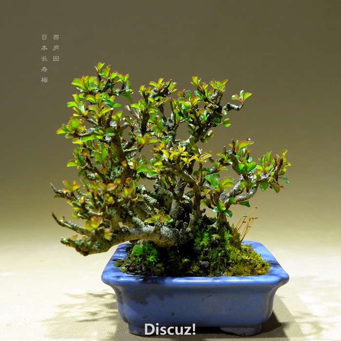 bonsai16003017 - 3.jpg