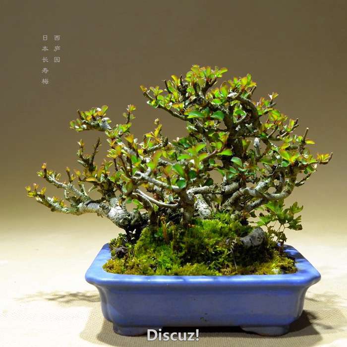 bonsai16003017 - 5.jpg