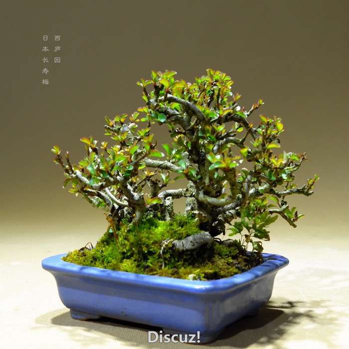 bonsai16003017 - 6.jpg