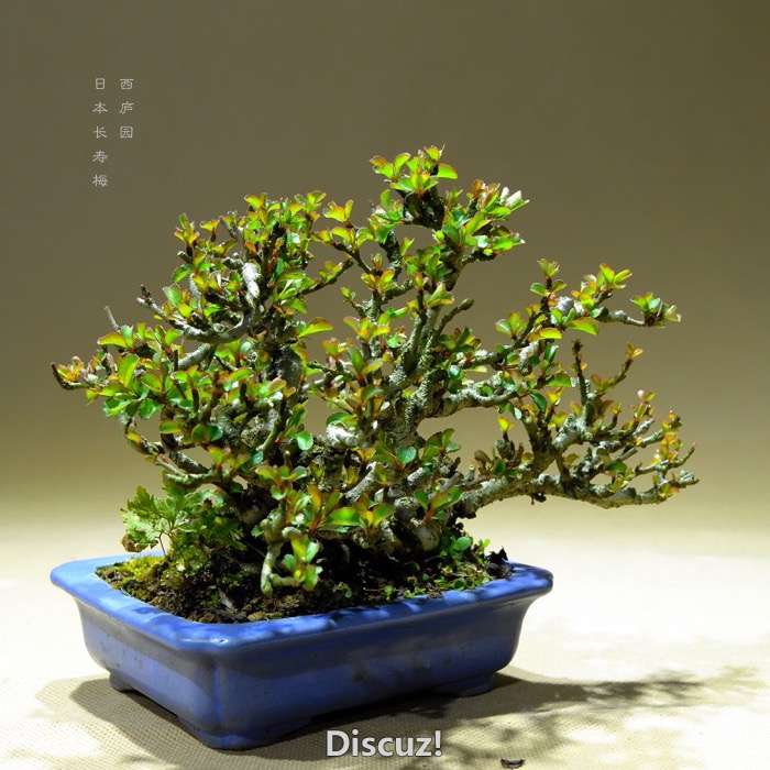 bonsai16003017 - 8.jpg