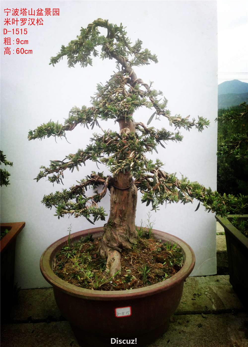 D-1515.jpg