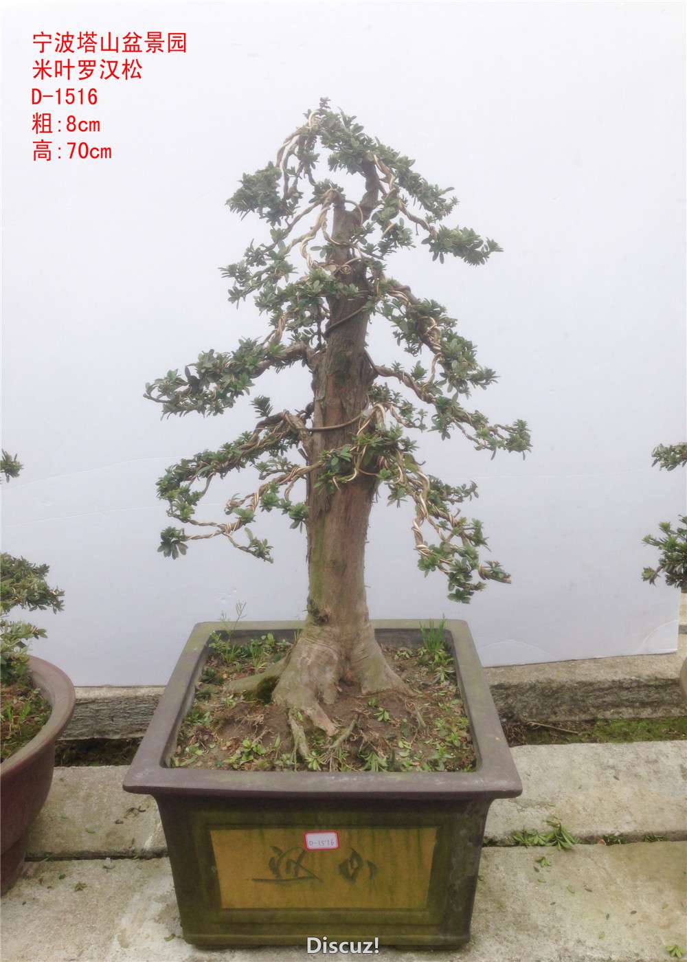 D-1516.jpg
