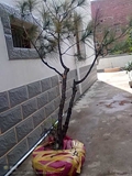 psbCATA1SHQ.jpg