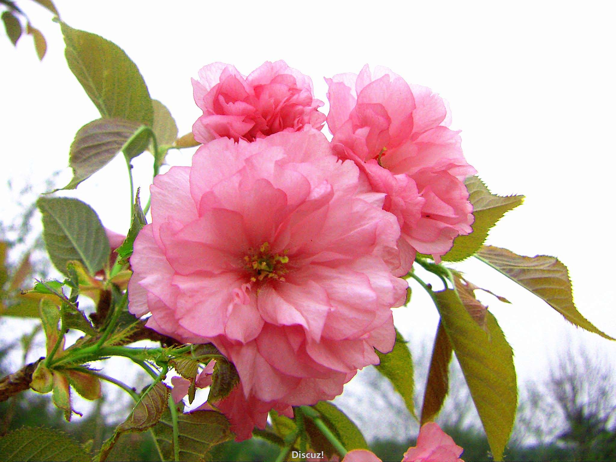 PICT2483.jpg