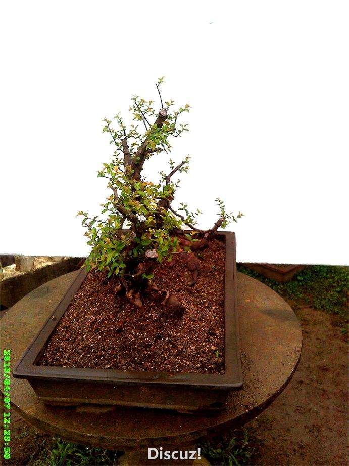ȸ÷׮1815IMG_20160407_122651_ͼ.jpg