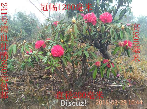 241ŵѪž飺ֱ200ף900ףڷ1200ף880Ԫȫڴʡ    QQ2842191289;   ...