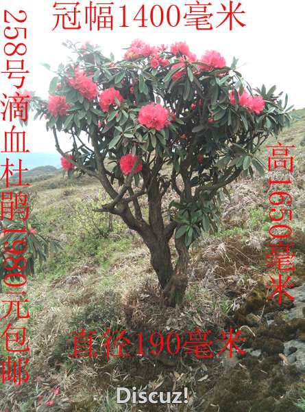 IMG_20160409_152636.jpg