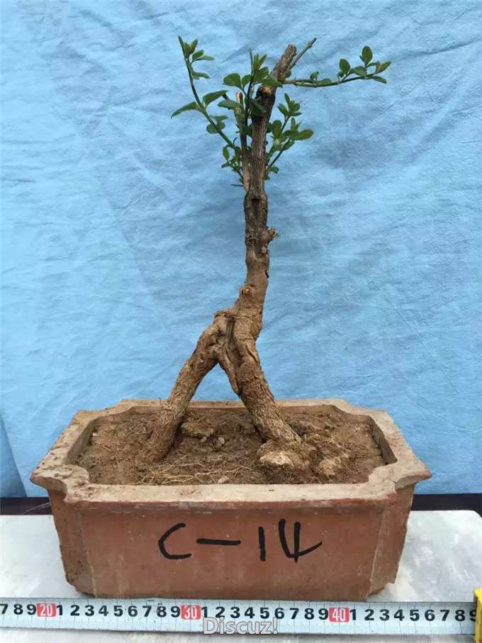 C14.jpg