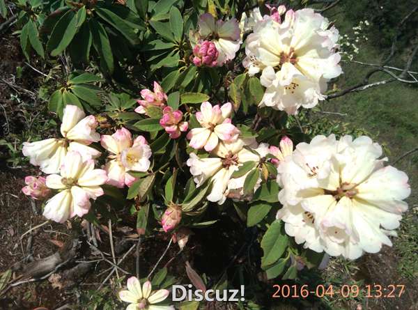 IMG_20160409_132700.jpg