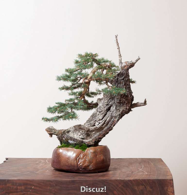 cbspruce3.jpg