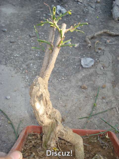 DSC01820.JPG