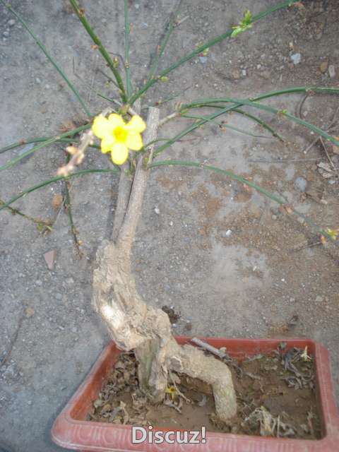 DSC01817.JPG