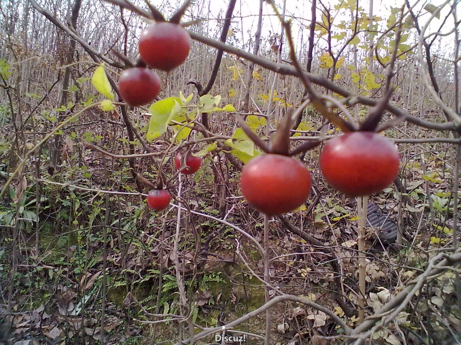 QQͼƬ20151204183618.jpg