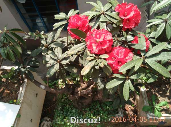 IMG_20160405_114723.jpg