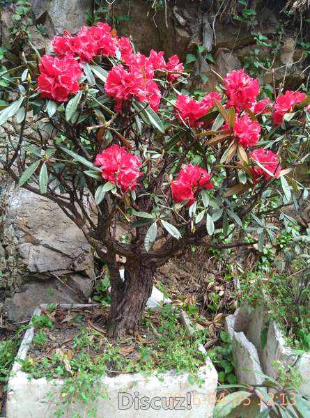 IMG_20160405_121324.jpg