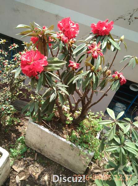 IMG_20160405_121737.jpg