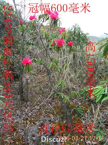 IMG_20160327_174351.jpg