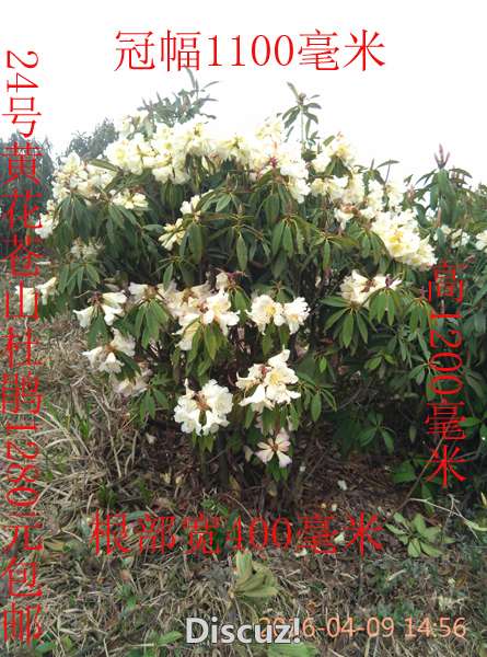 IMG_20160409_145630.jpg