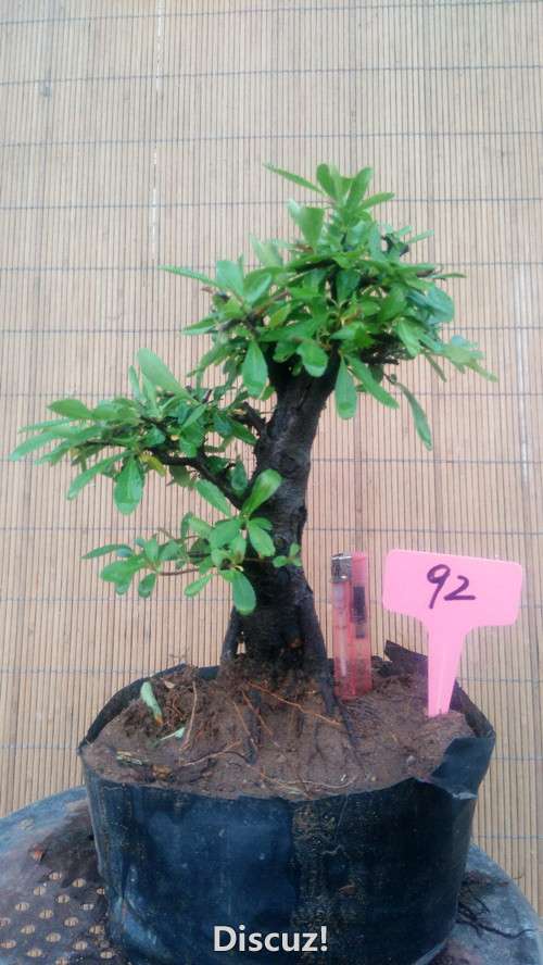 92.jpg
