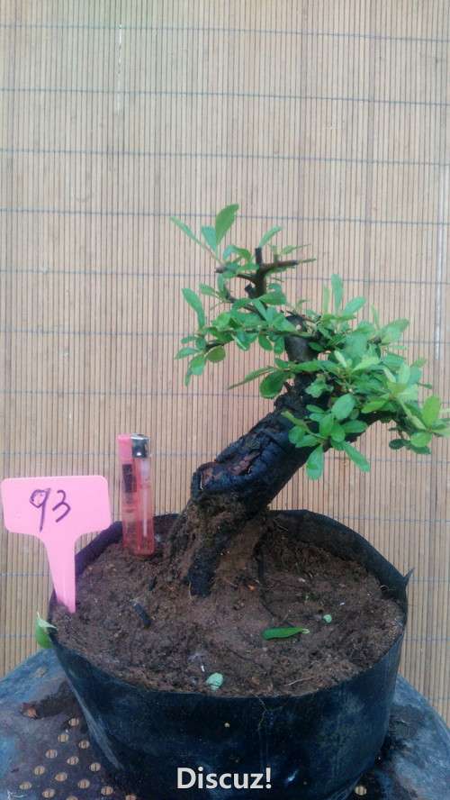 93.jpg