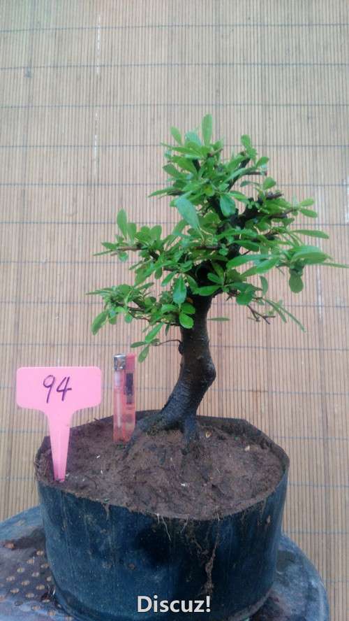 94.jpg
