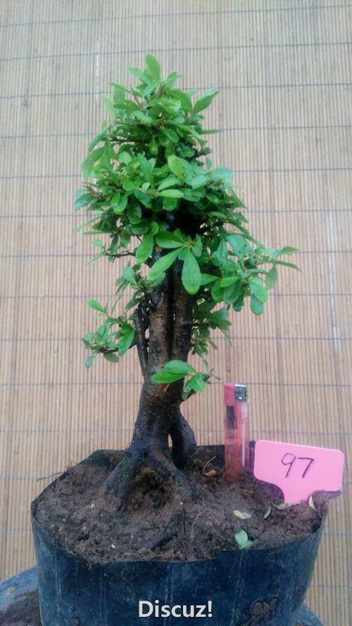 97.jpg